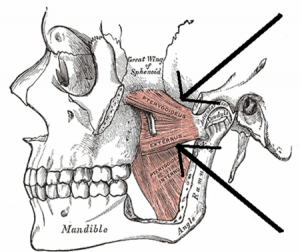 pterygoids